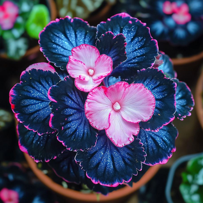 Begonia Rex 'Pink Lightning'