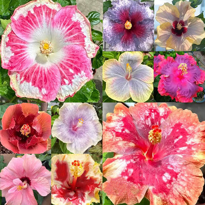 Mixed Giant Ombre Hibiscus Exotic Coral Flowers Seeds