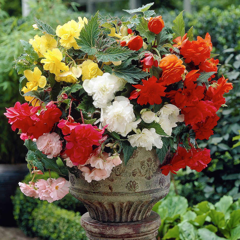 Lacy Edged Begonia