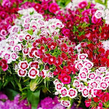 Sweet William Seeds - Tall Double Mix