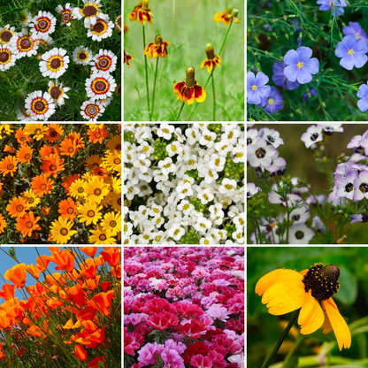 🌺Four Seasons Flowering Mixed Flower Seeds - Easy to Grow