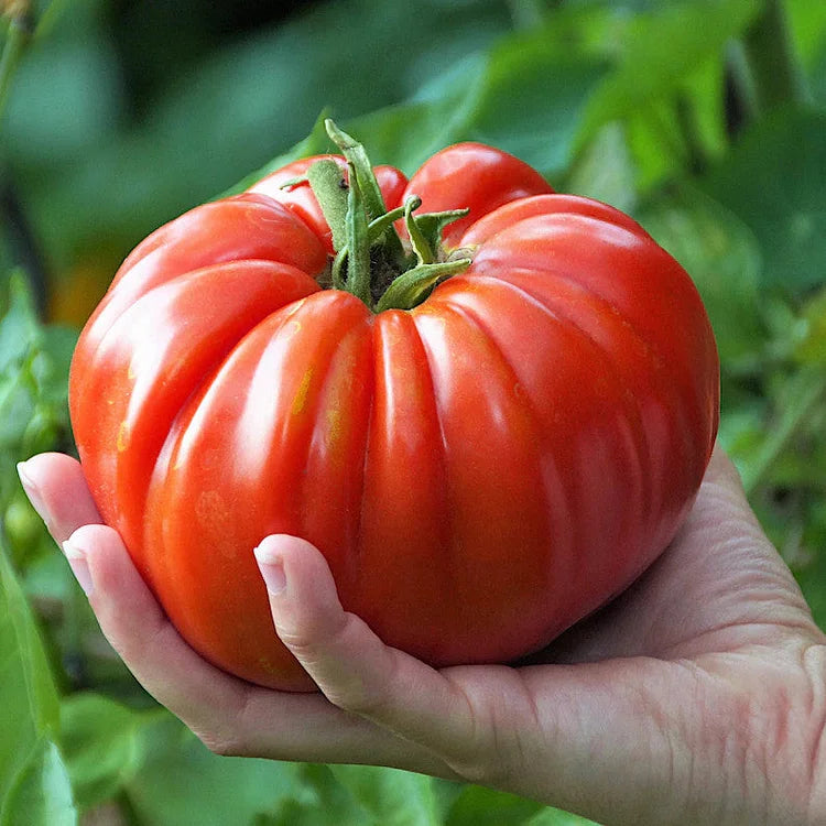 GIANT DELICIOUS TOMATO / UP TO 2KG