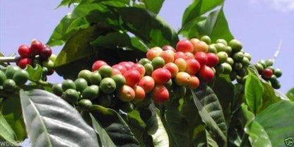 10 JAMAICAN BLUE MOUNTAIN Coffee Seeds ,Grow Your Own Coffee Plant tree