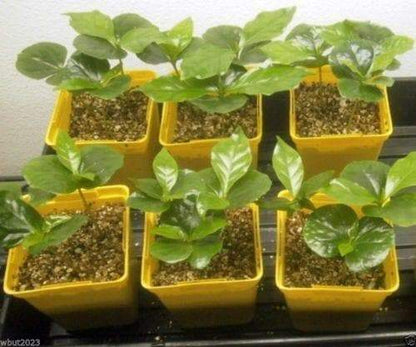 10 JAMAICAN BLUE MOUNTAIN Coffee Seeds ,Grow Your Own Coffee Plant tree