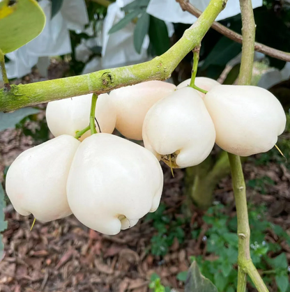 White Jade Lotus Mist Seed🍹