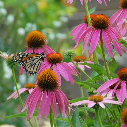 Monarch Butterfly Wildflower Seed Mix