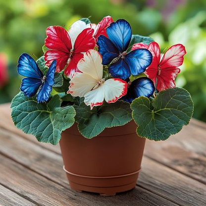 Patriotic Butterfly Begonia