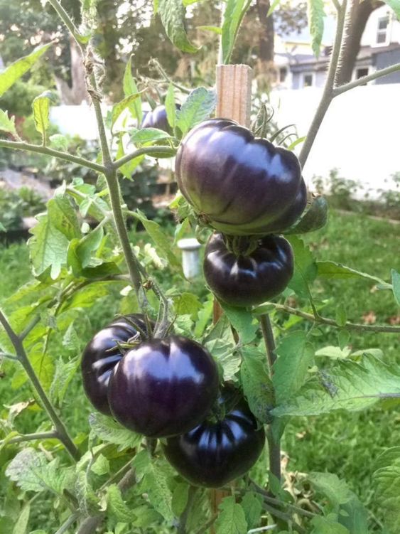 Giant Black Beauty Tomato