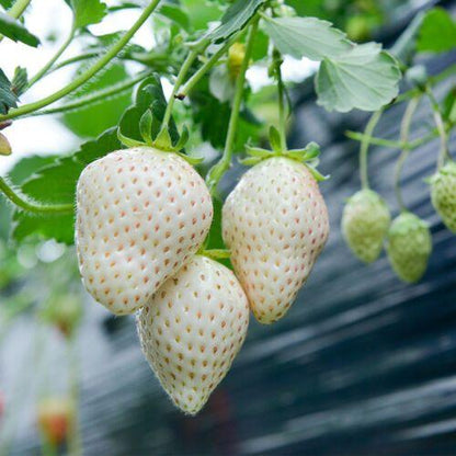 1 Bag Rare Milk Strawberry Seeds