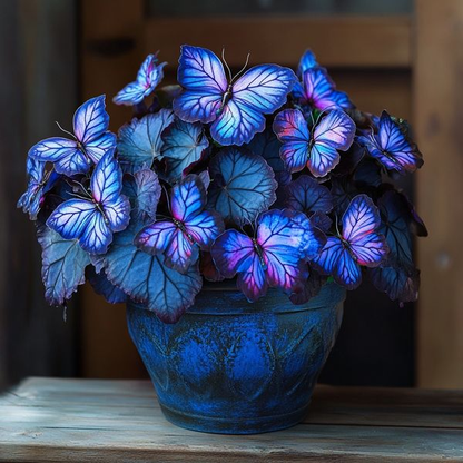 Begonia 'Moonlight Butterfly'