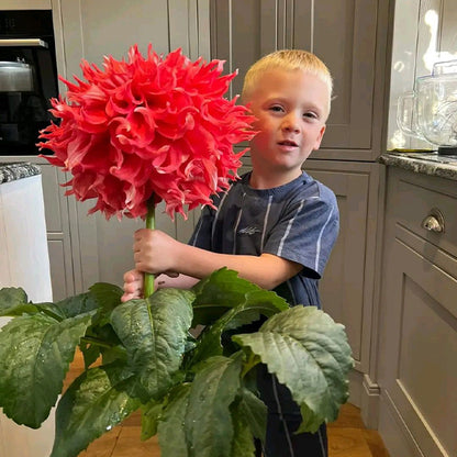 Mixed Giant Dahlia Seeds