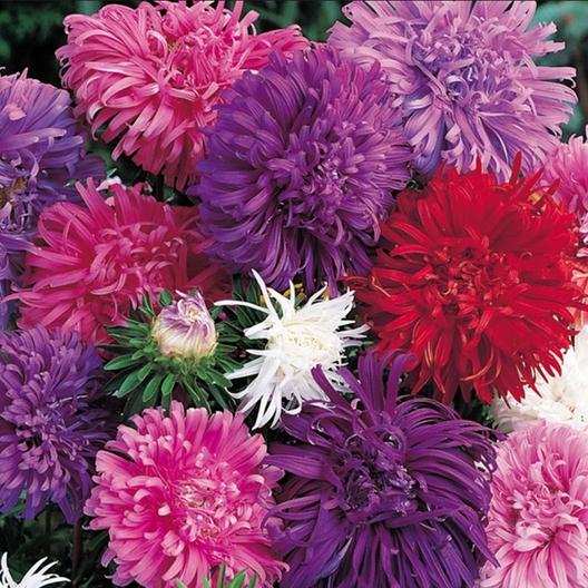 China Aster Seeds - Ostrich Feather Mix