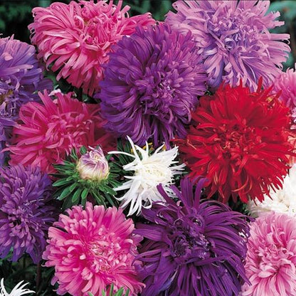 China Aster Seeds - Ostrich Feather Mix