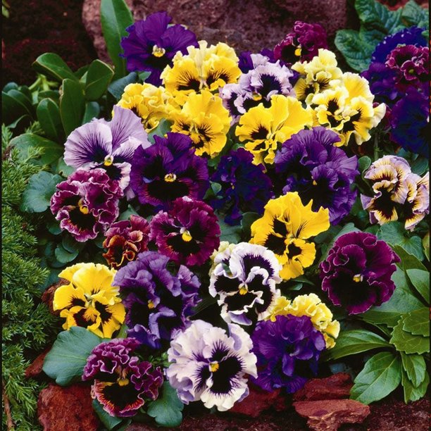 Pansy Giant Fancy Mix Seeds