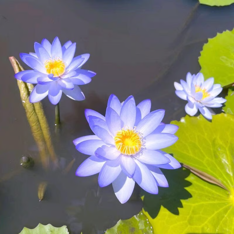 🔥【7 days germination】💐The Sacred Bonsai Bowl Lotus Flower