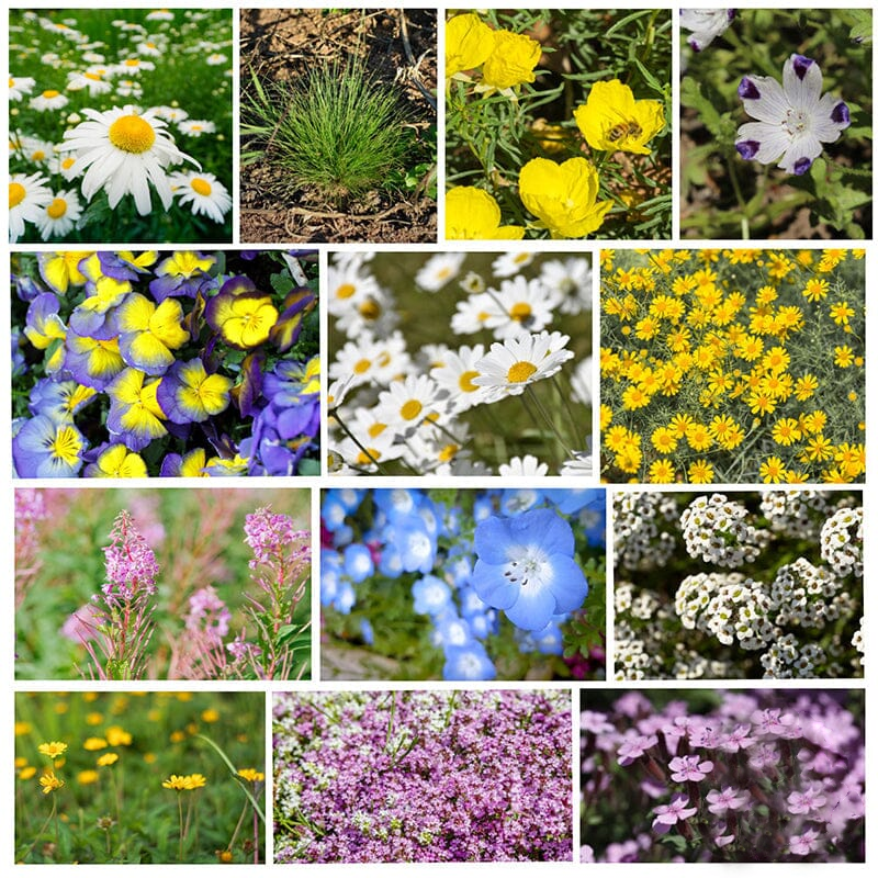 Alternative Lawn Seeds - Wildflower Seeds Mix