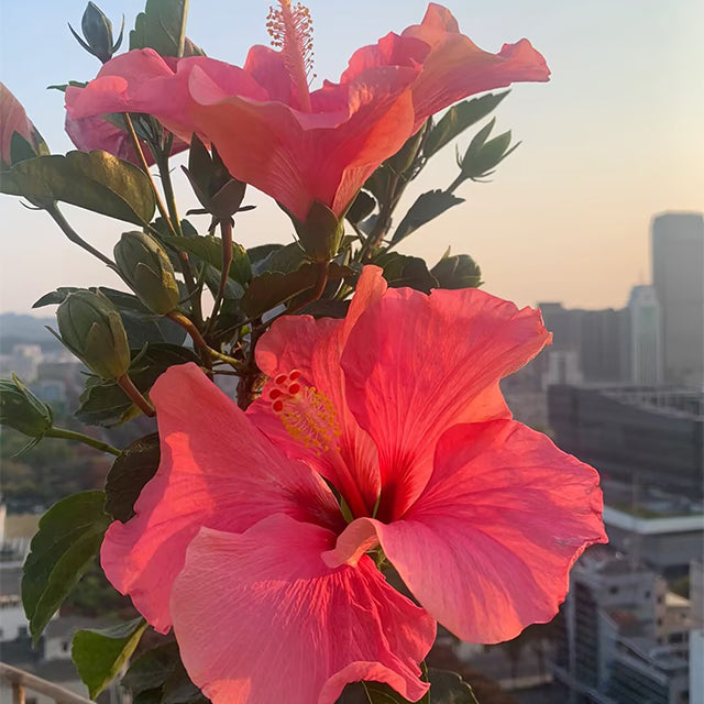 Mixed Giant Ombre Hibiscus Exotic Coral Flowers Seeds