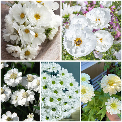 Cloud 9 - White Flower Seed Mix