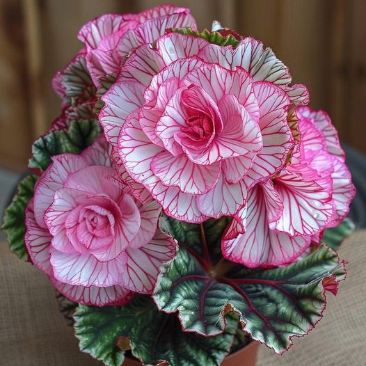 Rare Twin Begonia - Pink and White