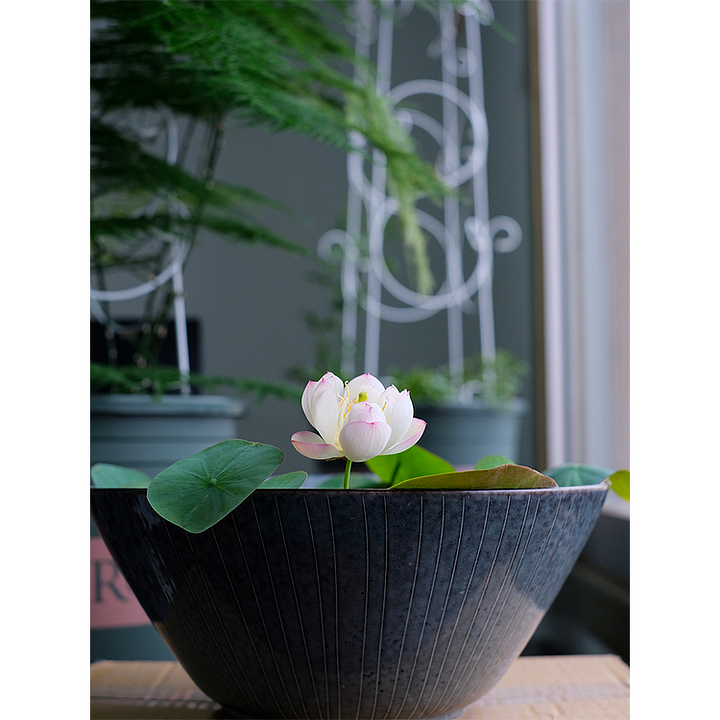 🔥【7 days germination】💐The Sacred Bonsai Bowl Lotus Flower