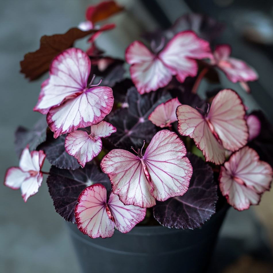 Powder Drunken Butterfly Begonia🦋