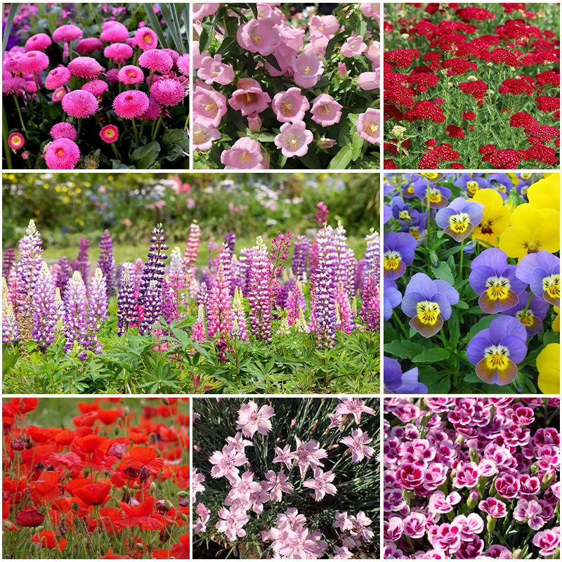 🌺Four Seasons Flowering Mixed Flower Seeds - Easy to Grow