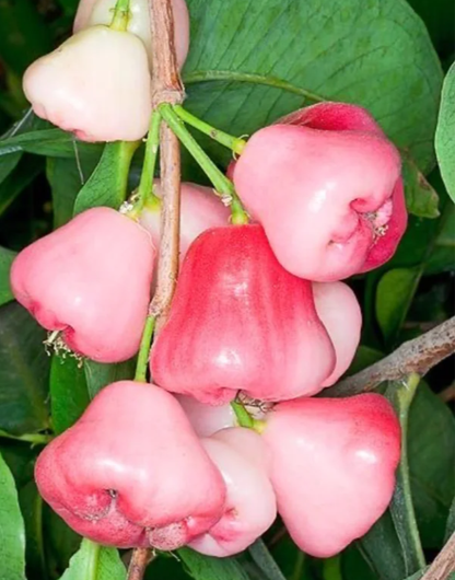 Pink Lotus Mist Seeds