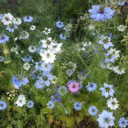 Nigella Miss Jekyll Mix Organic