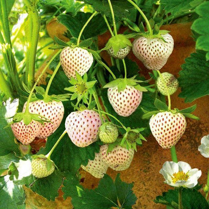 1 Bag Rare Milk Strawberry Seeds