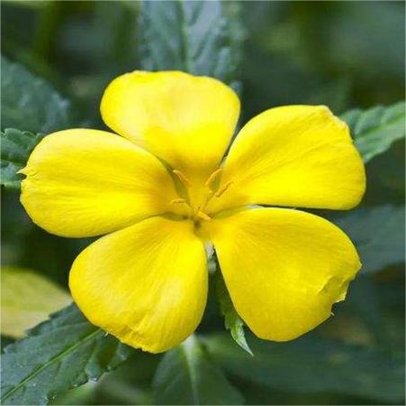 'Clock Flower' Turneraceae