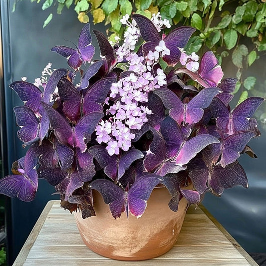 Charming Butterfly Plant (Oxalis triangularis)