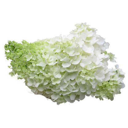 50/100Pcs Hydrangea Flowers Seeds Mixed Color Plants Home Garden Flower Seeds