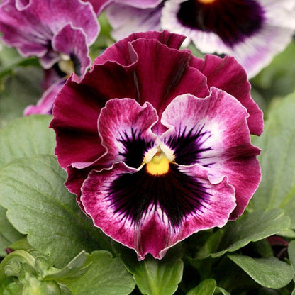 Pansy Seeds - Frizzle Sizzle Mix