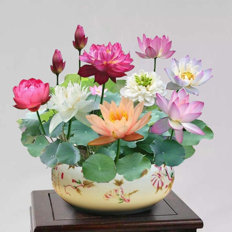 The Sacred Bonsai Lotus Flower