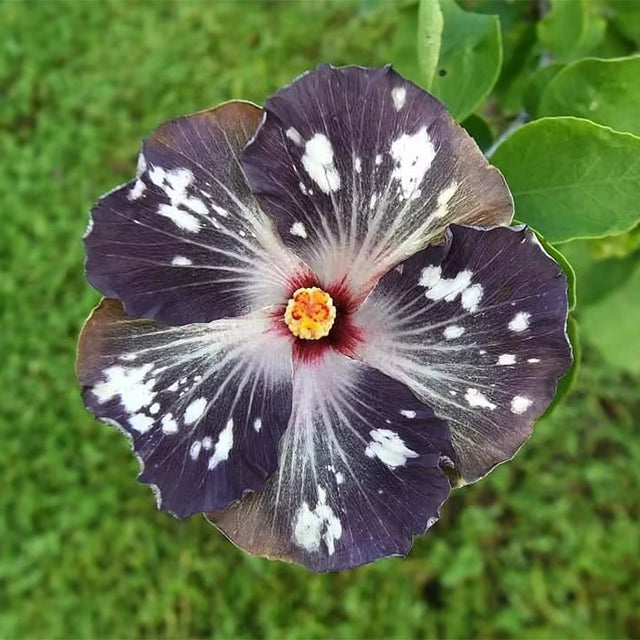 Mixed Giant Ombre Hibiscus Exotic Coral Flowers Seeds