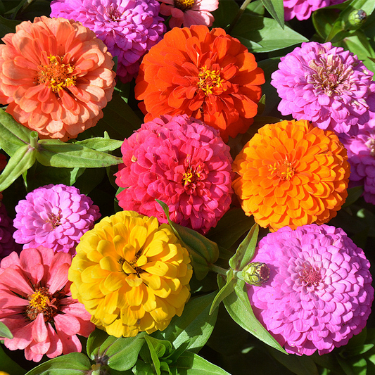 Mixed Zinnia Seeds