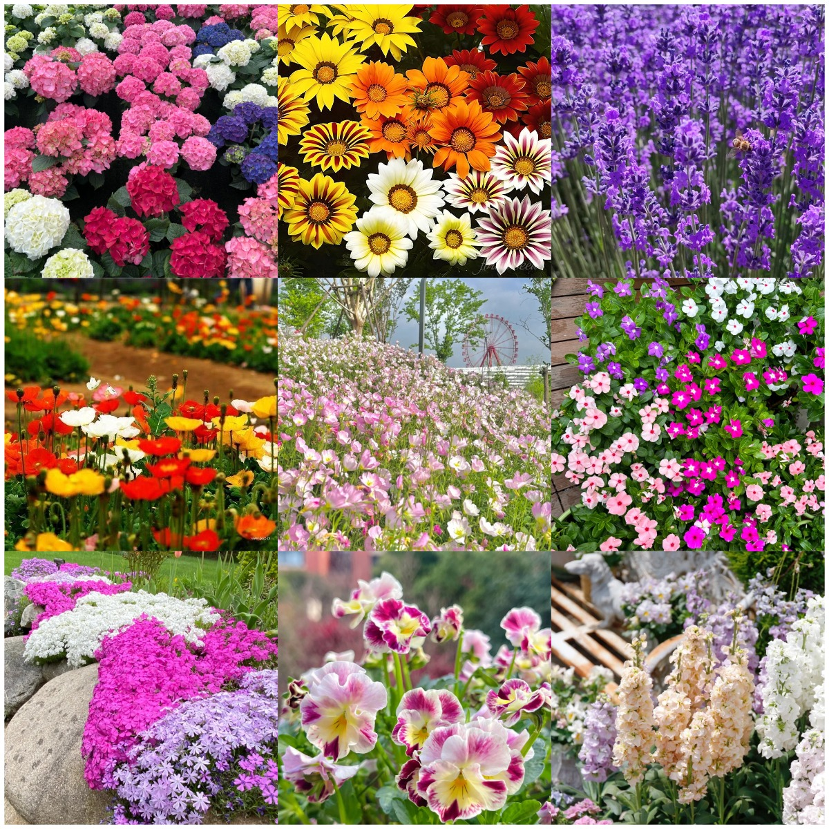 🌺Four Seasons Flowering Mixed Flower Seeds - Easy to Grow