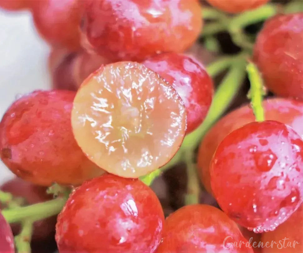 Giant Grape Tree Seeds: Thin-Skinned, Large, and Seedless 🍇🌿