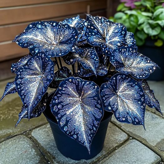 Blue Night Spark Begonia