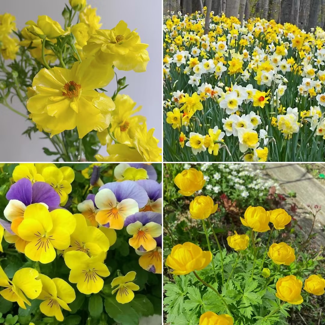 Exclusive Yellow Wildflower Seed Mix