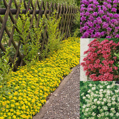 🌺Popular Groundcover Flowering Seeds🌈Colourful Carpet