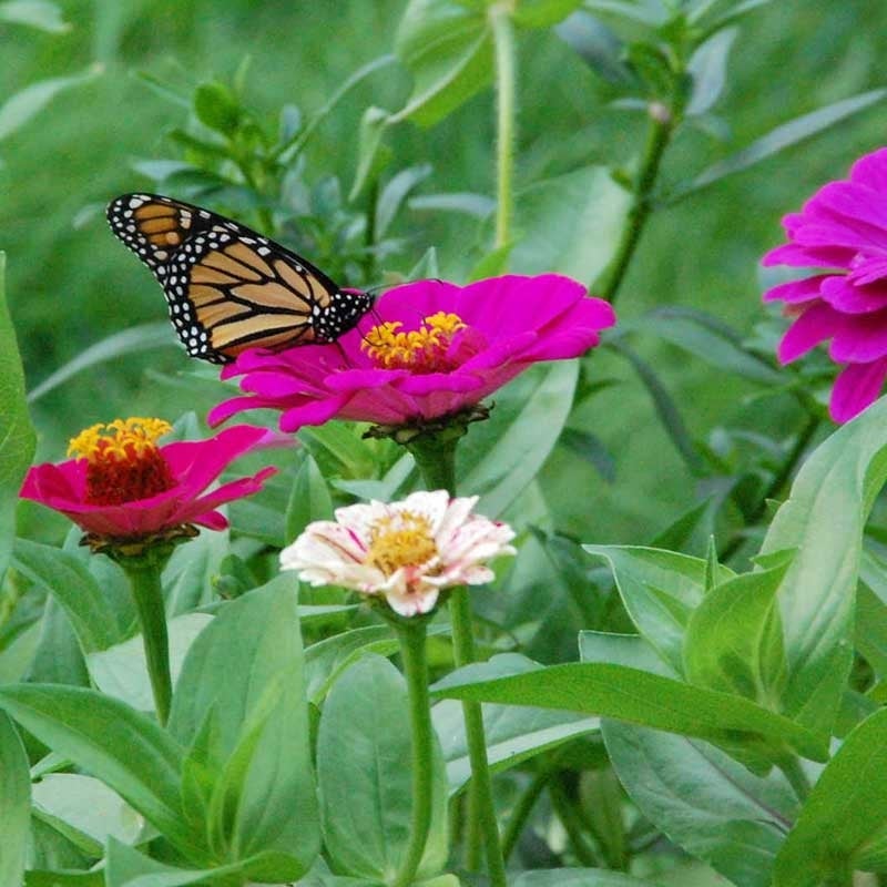 Monarch Butterfly Wildflower Seed Mix