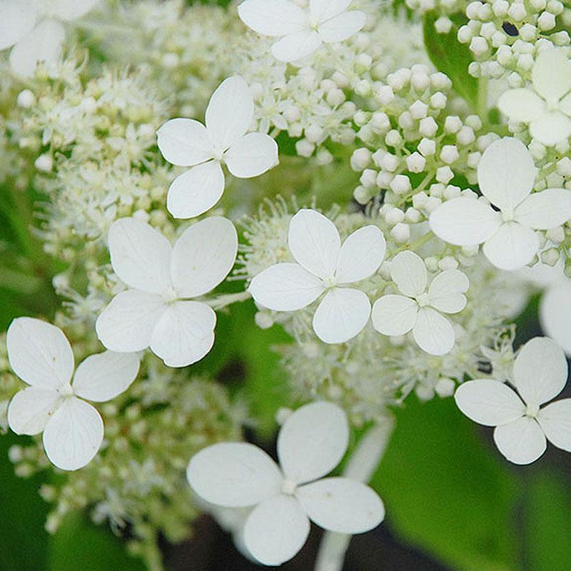 50/100Pcs Hydrangea Flowers Seeds Mixed Color Plants Home Garden Flower Seeds