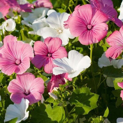 ROSE MALLOW SEEDS - MIXED COLORS