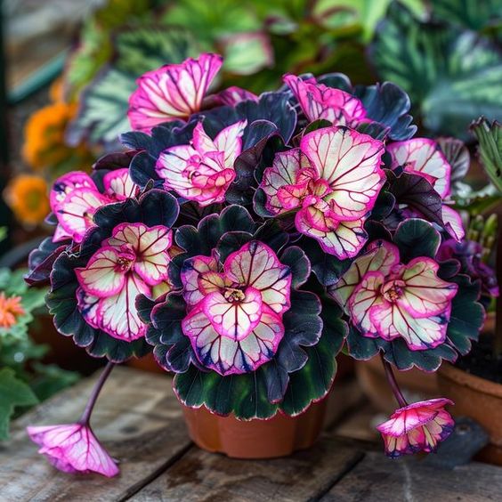 Rare Twin Begonia - Purple and White