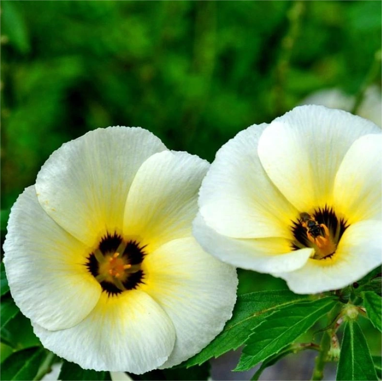 'Clock Flower' Turneraceae