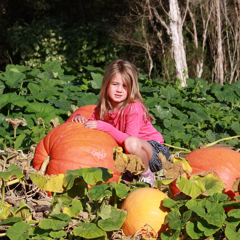 Giant Organic Crop Seeds