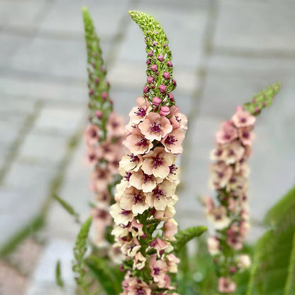 Verbascum Southern Charm Mixed