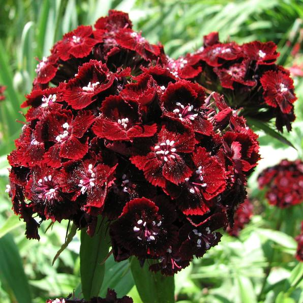 WEE Willie Dwarf SWEET WILLIAM Mixed Colors Dianthus Barbatus Flower Seeds