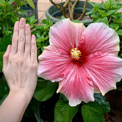 Mixed Giant Ombre Hibiscus Exotic Coral Flowers Seeds